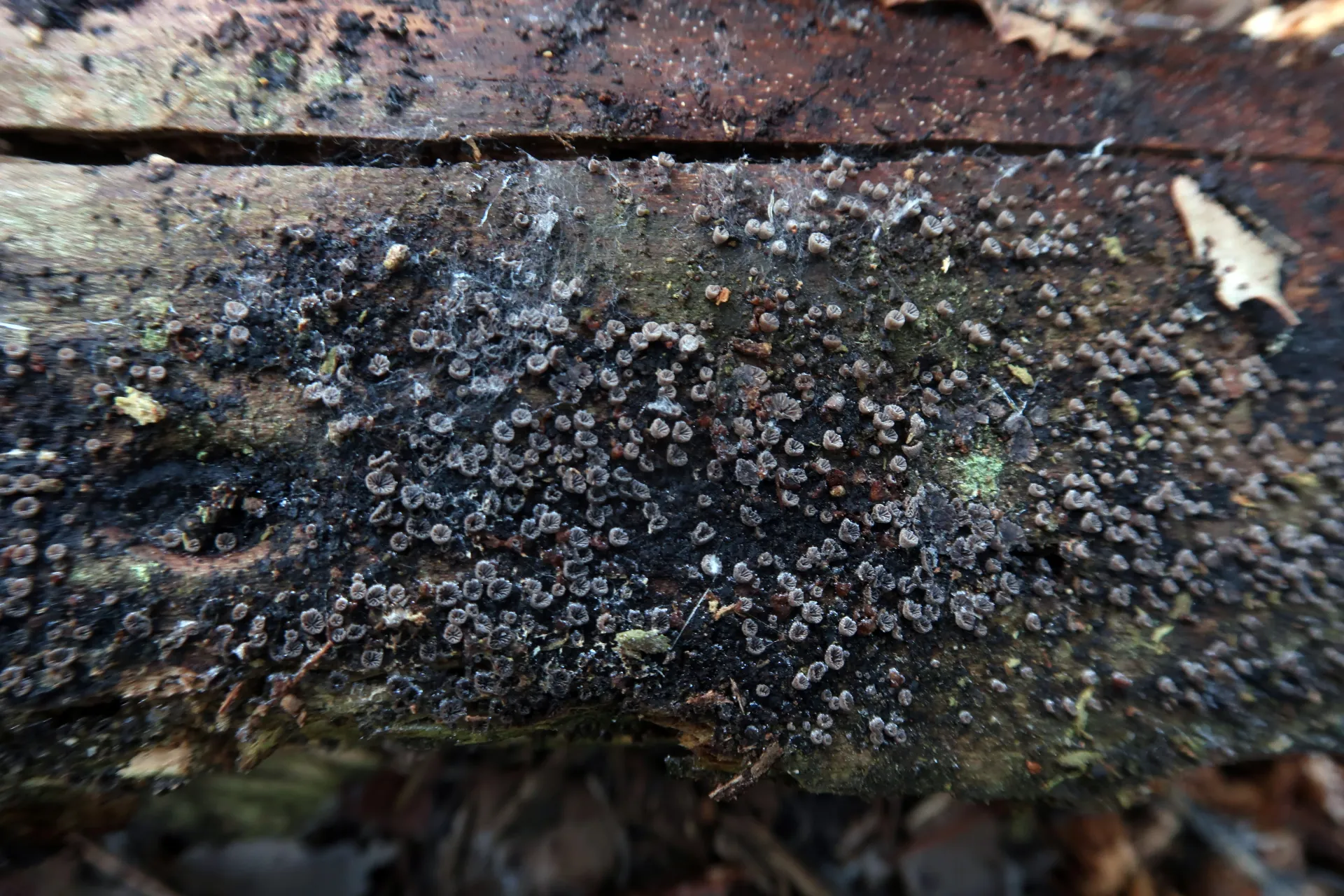 Resupinatus striatulus - 1 - IMG_8560